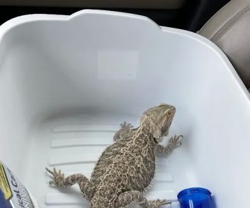 Animal Hospital of Mid County