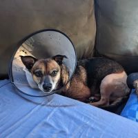 Neighborhood Veterinary Centers ico