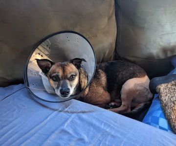 Neighborhood Veterinary Centers