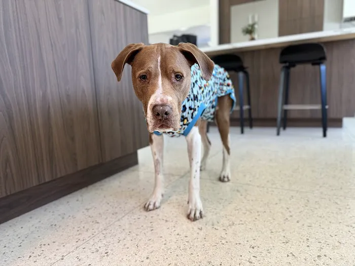 Neighborhood Veterinary Centers 3