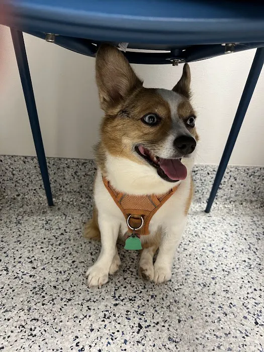 Neighborhood Veterinary Centers 4