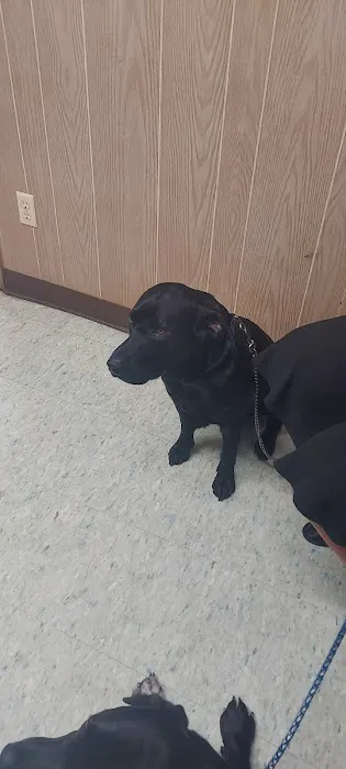 Rutty Animal Clinic 2