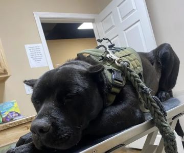 Eastex Veterinary Clinic