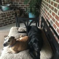 Bark & Purr Veterinary Clinic ico