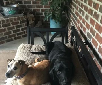 Bark & Purr Veterinary Clinic
