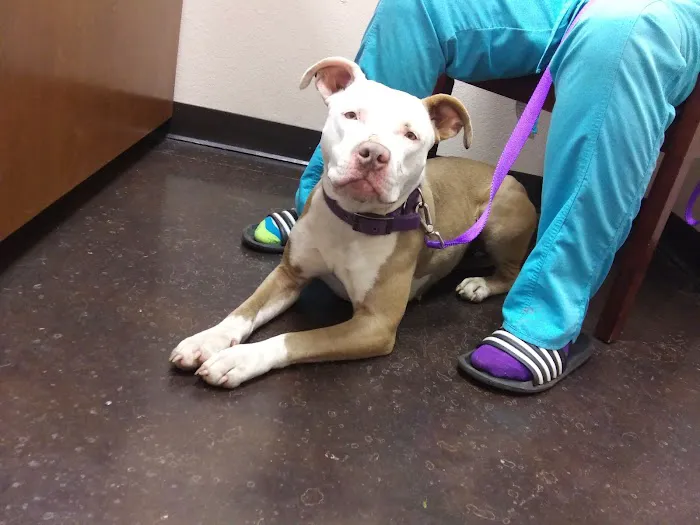 Main Street Veterinary Clinic 9
