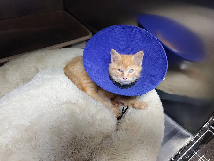 Main Street Veterinary Clinic 5
