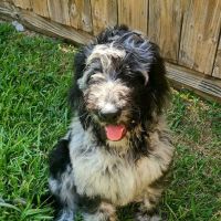 VCA Mainland Animal Hospital ico