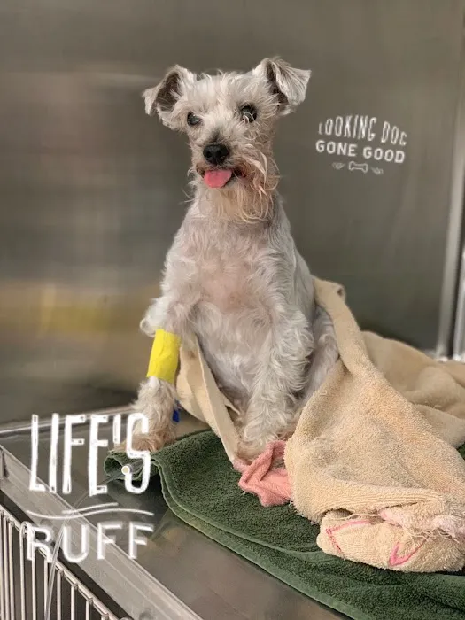 VCA Mainland Animal Hospital 3