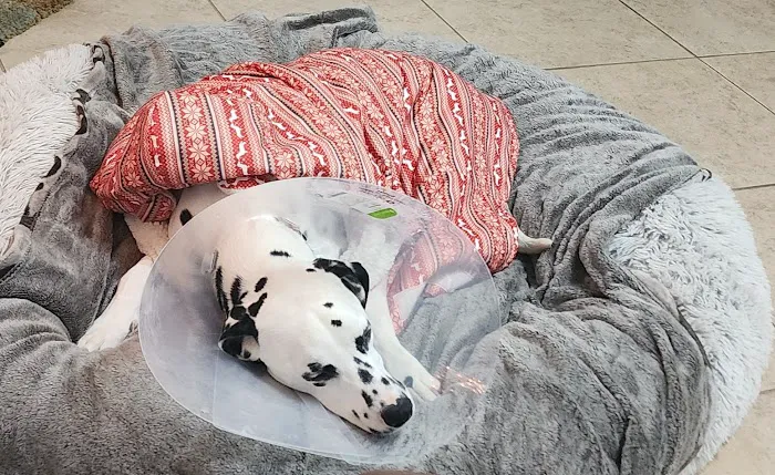 VCA Mainland Animal Hospital 8