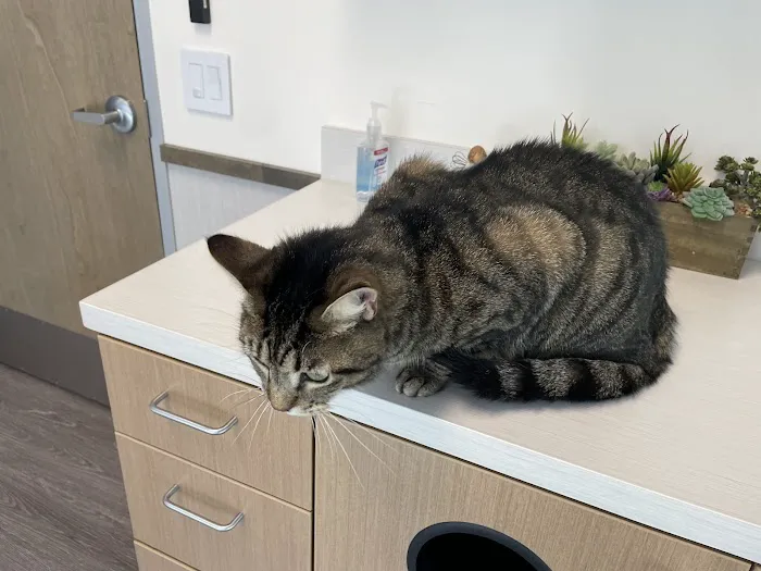 VCA Mainland Animal Hospital 7