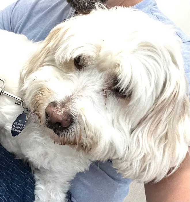 VCA Mainland Animal Hospital 2