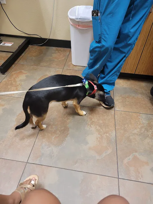 Animal Alliance of Galveston County 3