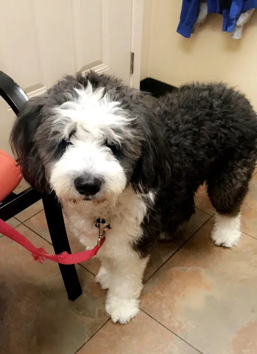 Animal Alliance of Galveston County 10