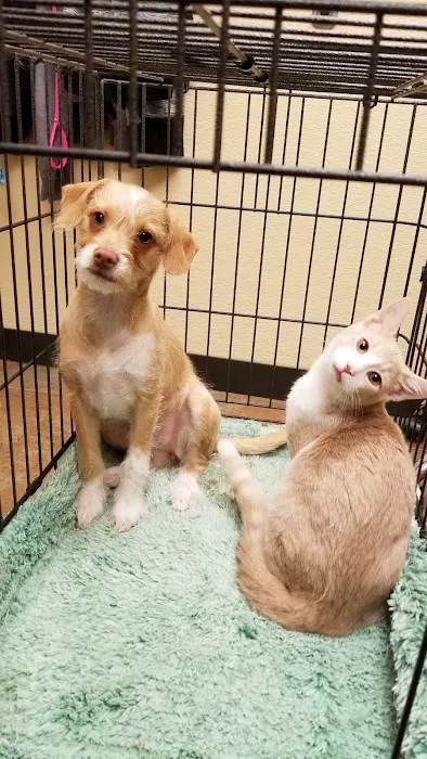Animal Alliance of Galveston County 8