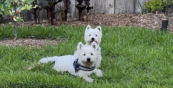 Neighborhood Veterinary Centers 4