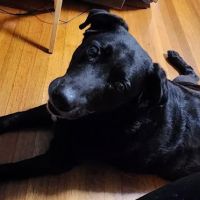 Neighborhood Veterinary Centers ico