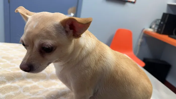 Neighborhood Veterinary Centers 7