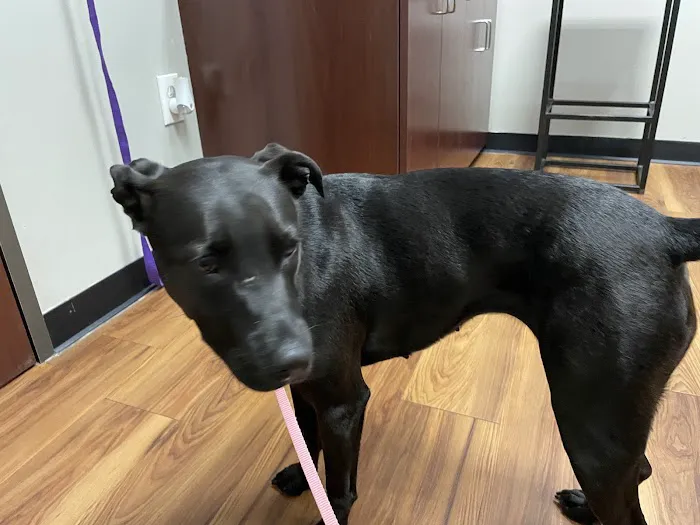 Sienna at 6 Veterinary Hospital 2