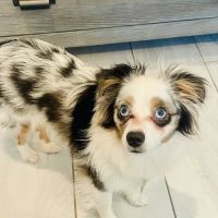 Tender Paws Animal Hospital ico