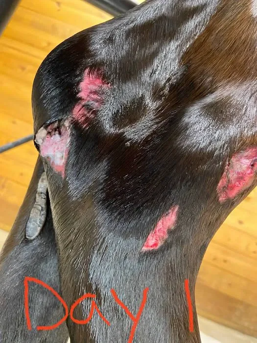 Woodforest Animal Hospital 6