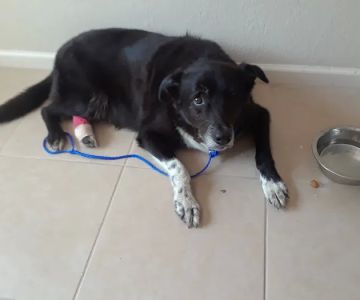 Woodforest Animal Hospital