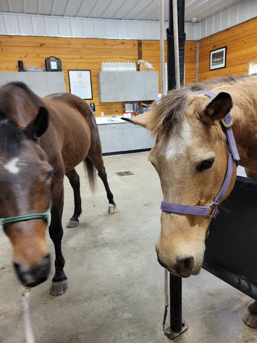 Lone Star Equine Sports Medicine 1