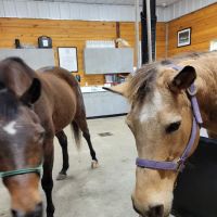 Lone Star Equine Sports Medicine ico