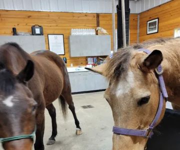 Lone Star Equine Sports Medicine