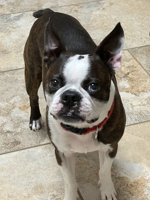 Paws To Claws Veterinary Care | Magnolia TX 8