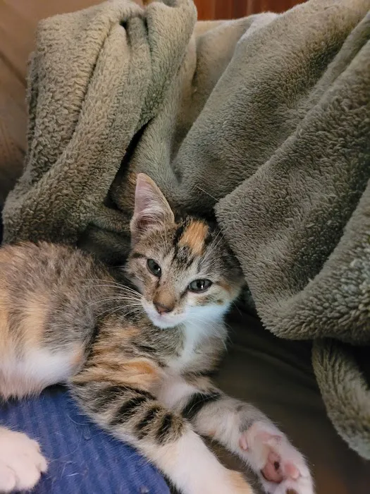 Paws To Claws Veterinary Care | Magnolia TX 7