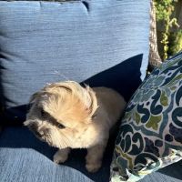 Paws To Claws Veterinary Care | Magnolia TX ico