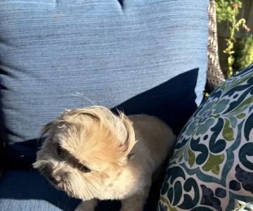 Paws To Claws Veterinary Care | Magnolia TX