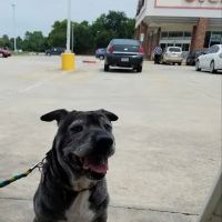 Texavet ico