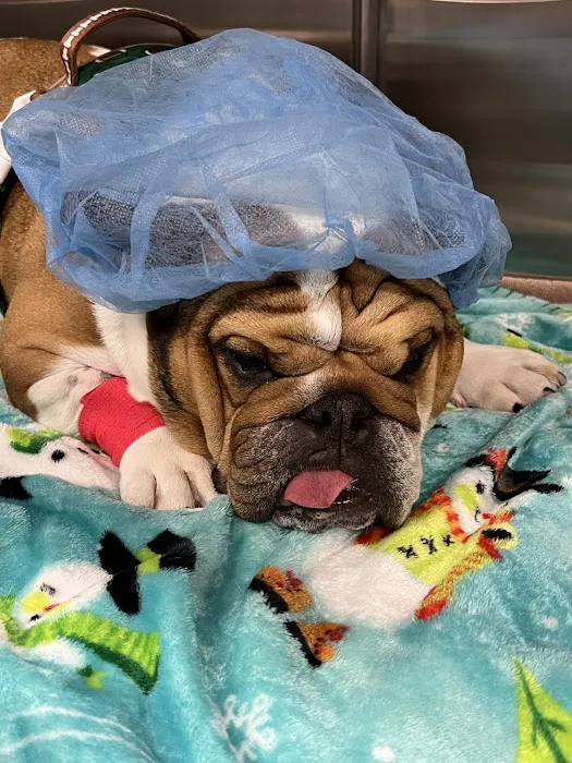 Magnolia Animal Clinic 2
