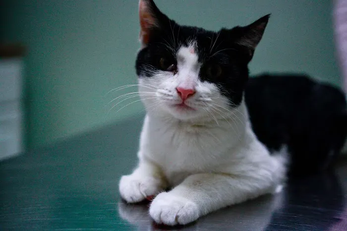 Farmingdale Dog & Cat Clinic 8