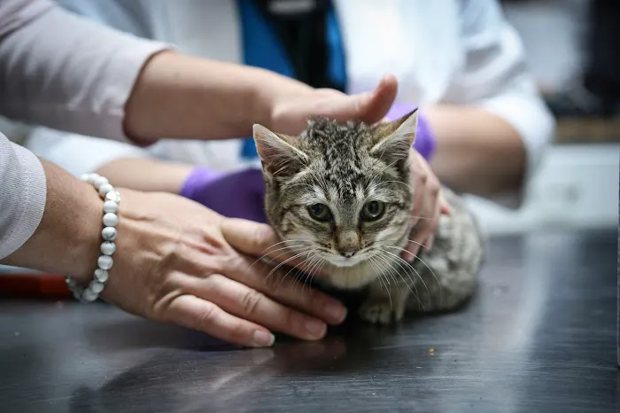 Farmingdale Dog & Cat Clinic 7