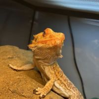 Island Exotic Veterinary Care ico