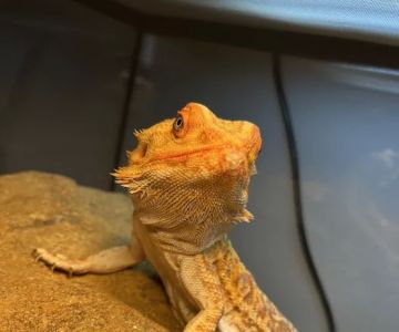 Island Exotic Veterinary Care