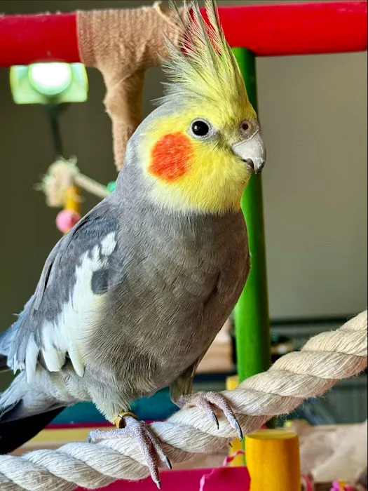 Island Exotic Veterinary Care 3