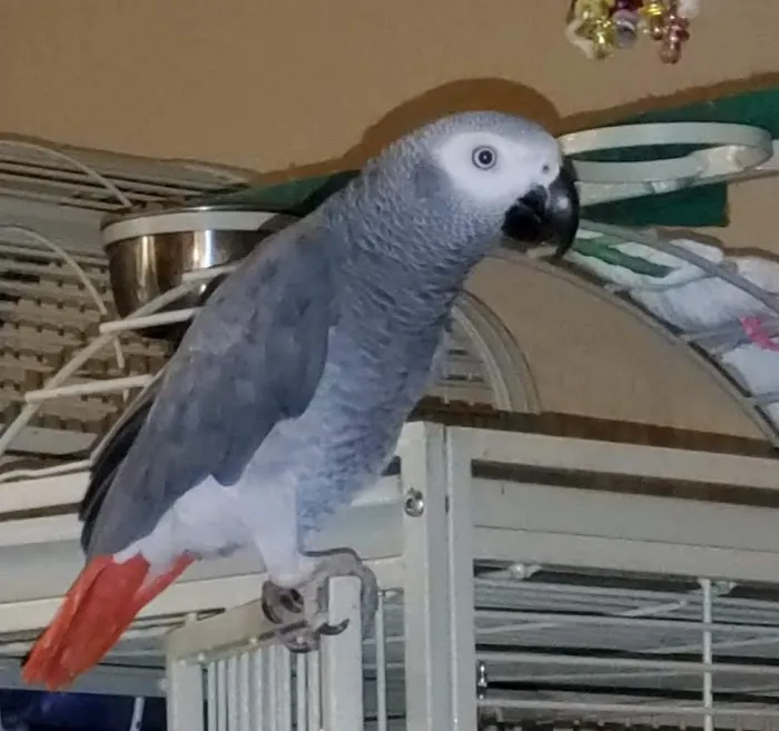 Island Exotic Veterinary Care 4