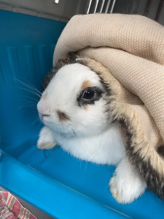 Island Exotic Veterinary Care 5