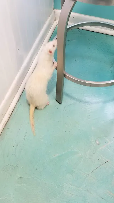 Island Exotic Veterinary Care 8