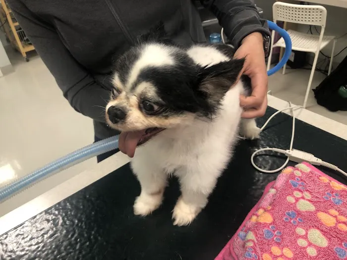 Island Veterinary Group 2