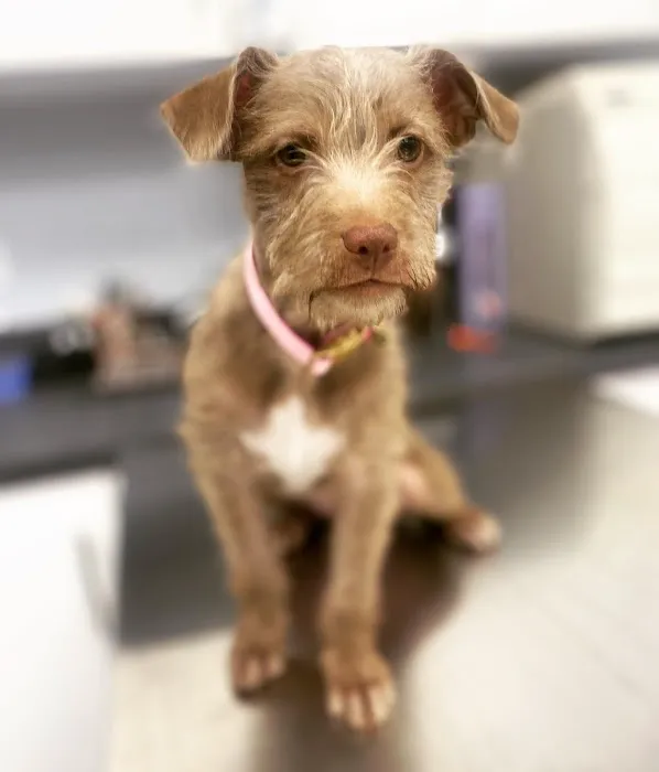 Huntington Village Animal Hospital 10