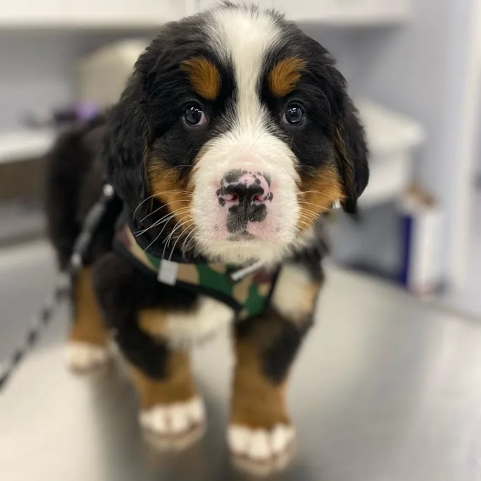 Huntington Village Animal Hospital 4
