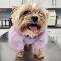 Huntington Village Animal Hospital ico