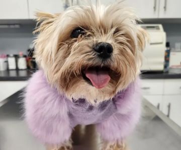 Huntington Village Animal Hospital