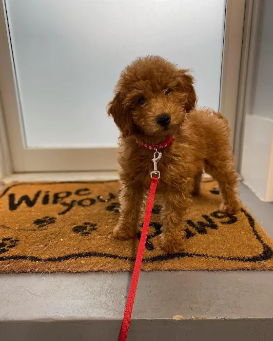 Huntington Village Animal Hospital 5