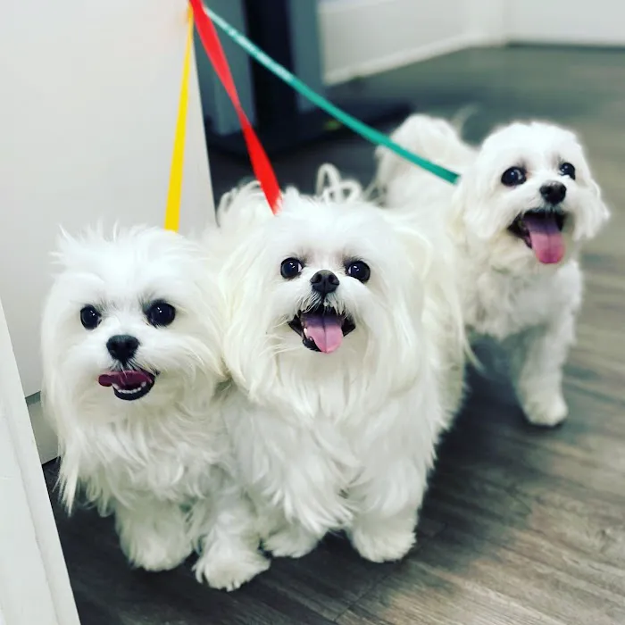 Huntington Village Animal Hospital 7